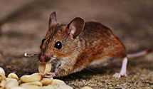 Find Exterminators in Lake Of The Woods County